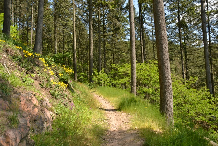 Waldpfad